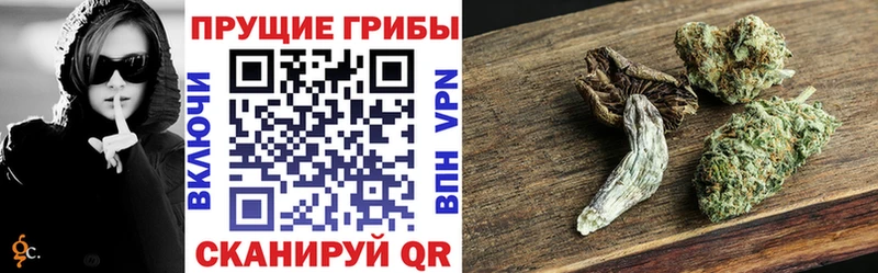 цена   Терек  Псилоцибиновые грибы Cubensis 